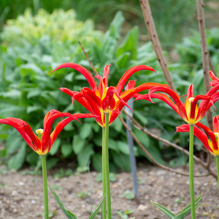 Tulip 'Go Go Red'