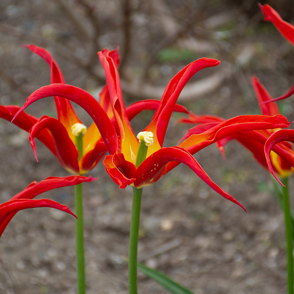 Tulip 'Go Go Red'