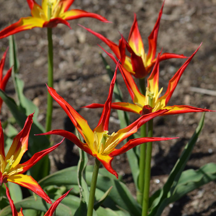 Tulip 'Go Go Red'
