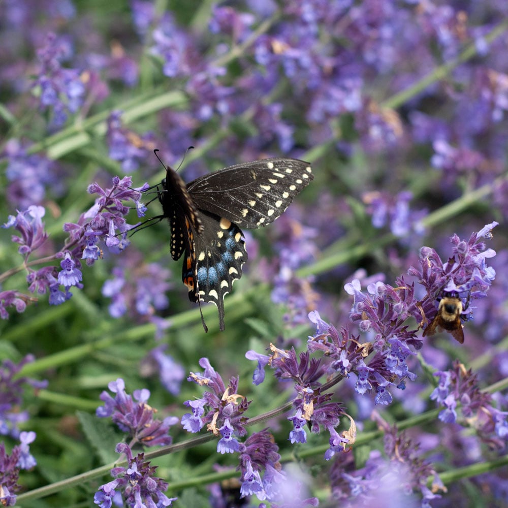 Nepeta x faassenii 'Walker's Low'