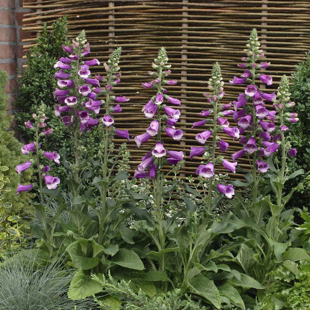 Digitalis purpurea 'Dalmatian Purple'