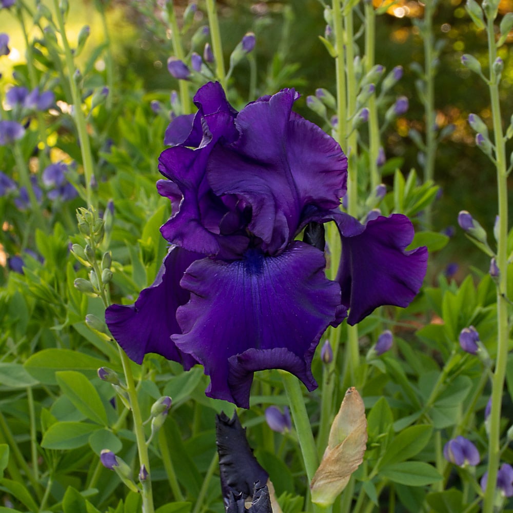 Iris germanica 'Titan's Glory'
