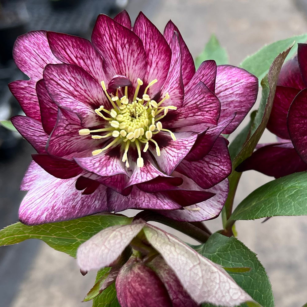 Helleborus Wedding Party® 'Whirlwind Romance'
