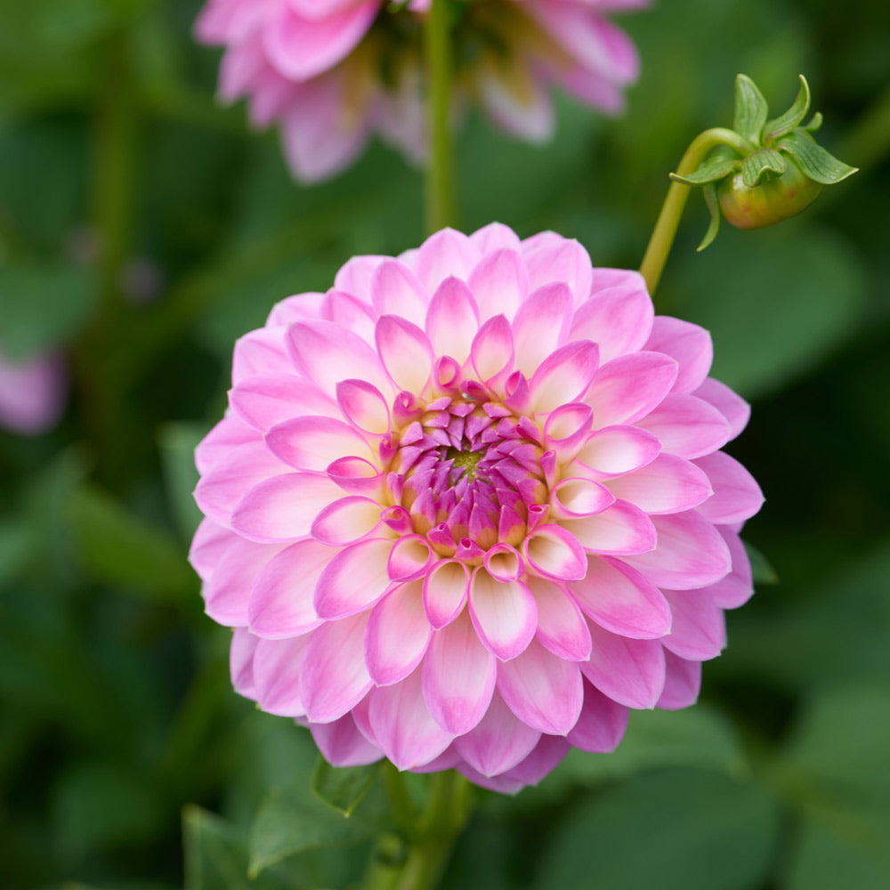 Dahlia 'Arbatax'