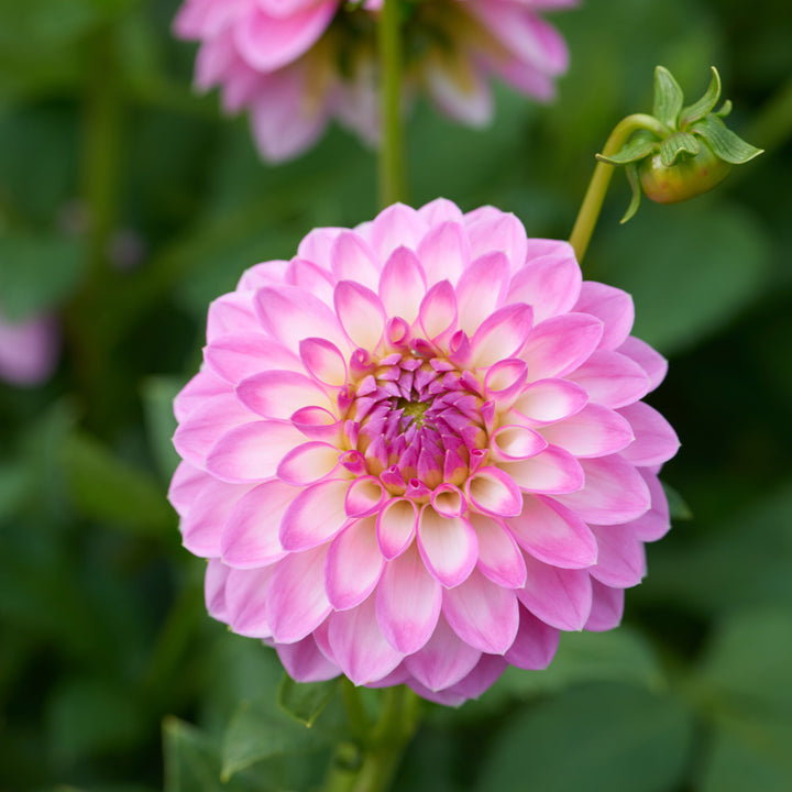 Dahlia 'Arbatax'