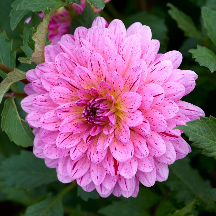 Dahlia 'Tropical'