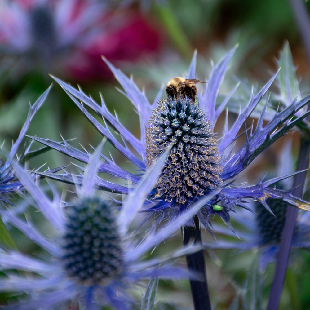 Eryngium 'Big Blue'