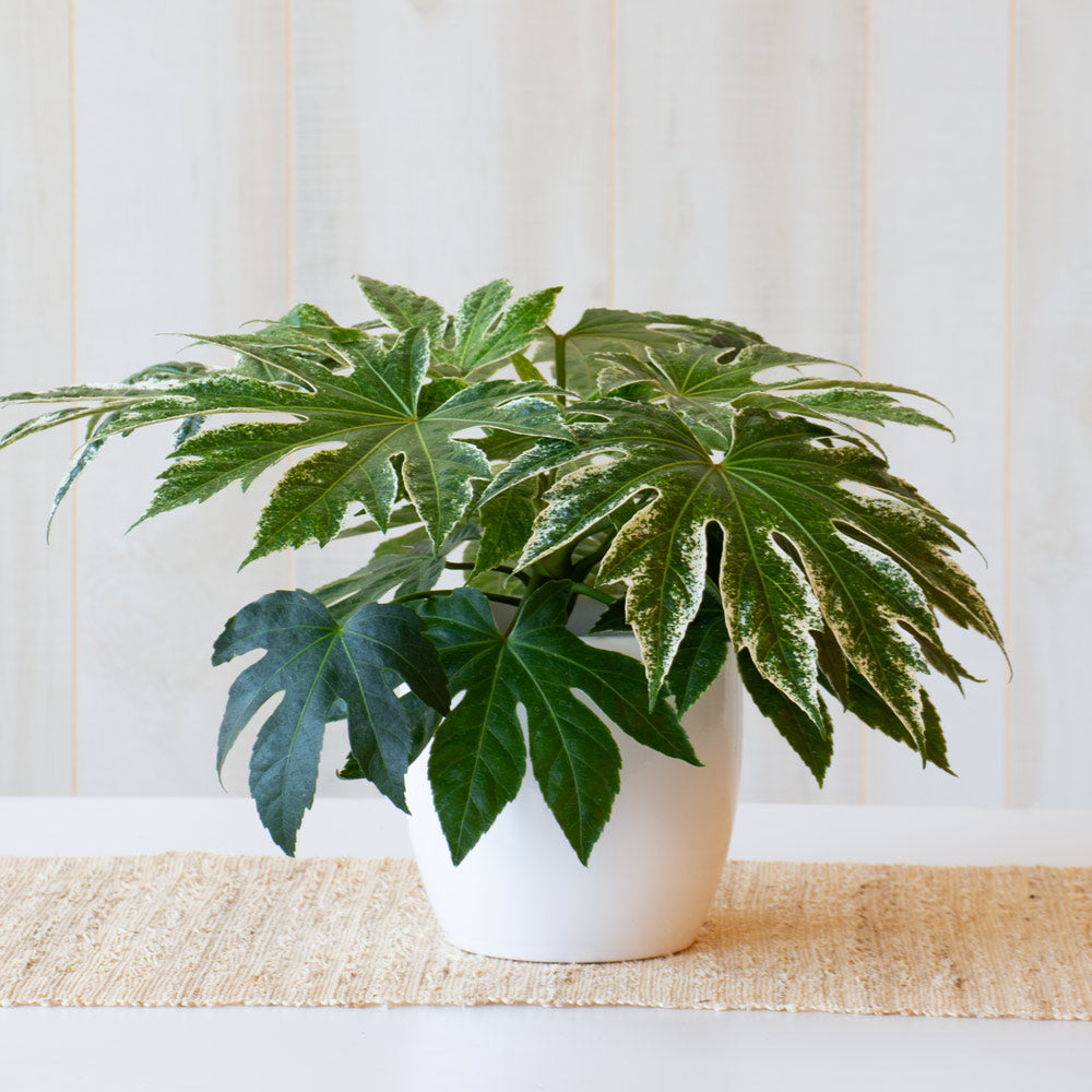 Japanese Aralia 'Spider's Web' in white ceramic cachepot