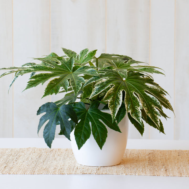 Japanese Aralia 'Spider's Web' in white ceramic cachepot