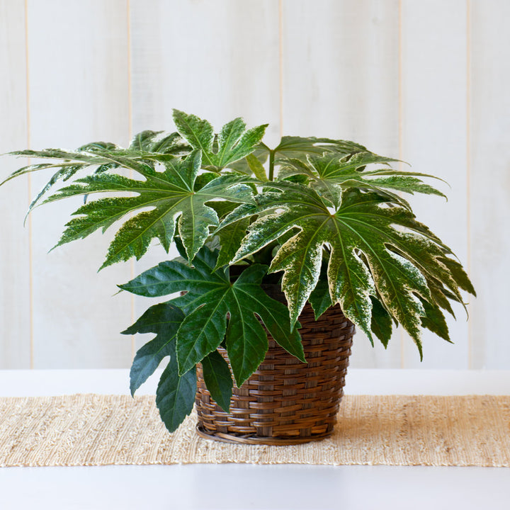 Japanese Aralia 'Spider's Web' in woven basket