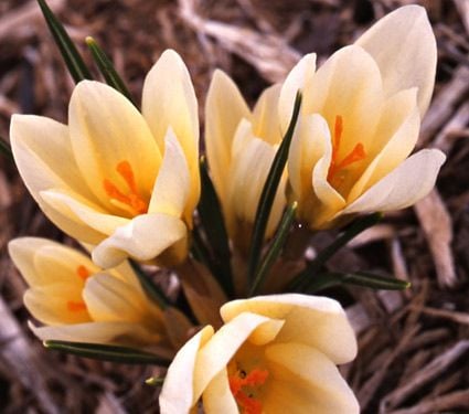 Farewell to Winter Crocus Mix