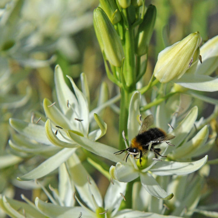 Camassia leichtlinii 'Sacajawea'