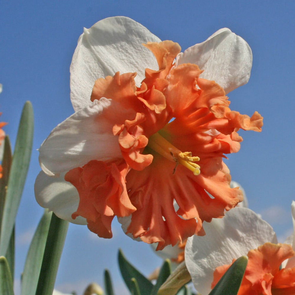 Narcissus 'Shrike'