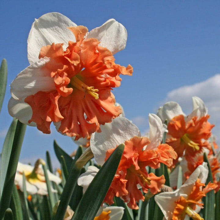 Narcissus 'Shrike'