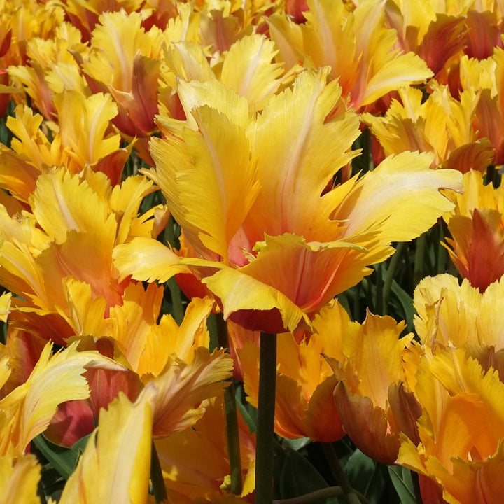 Tulip 'Flaming Memory'