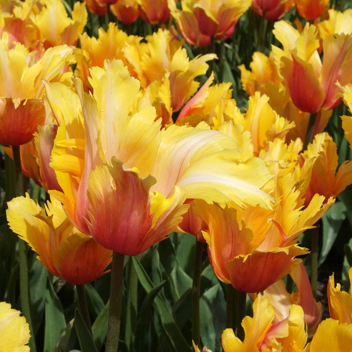 Tulip 'Flaming Memory'