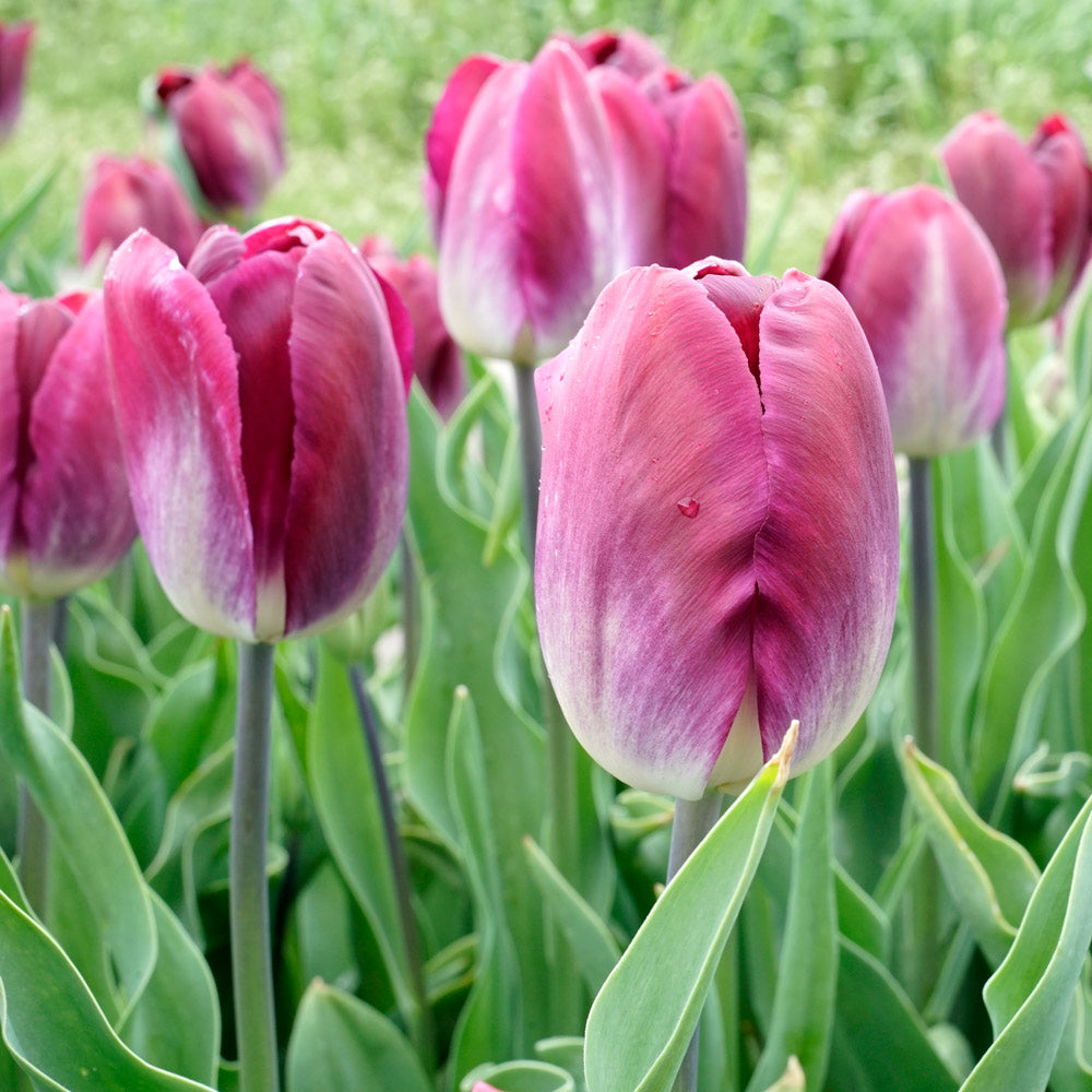 Tulip 'Kansas Proud'