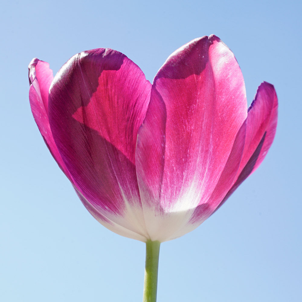 Tulip 'Kansas Proud'