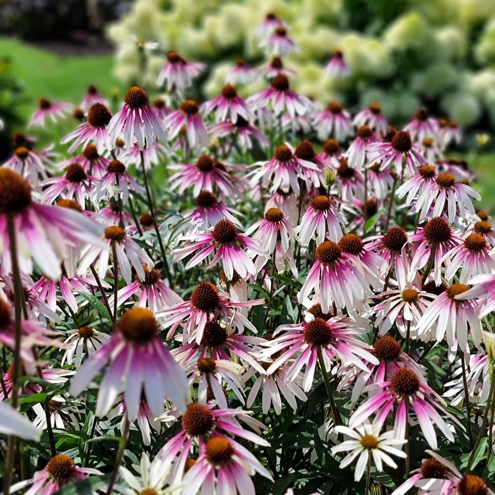 Echinacea Pretty Parasols