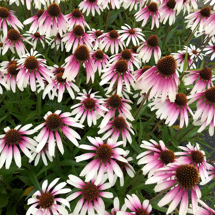 Echinacea Pretty Parasols