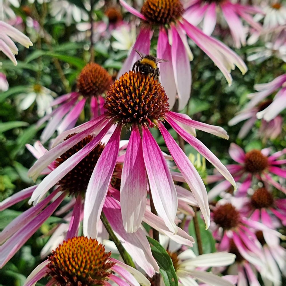 Echinacea Pretty Parasols