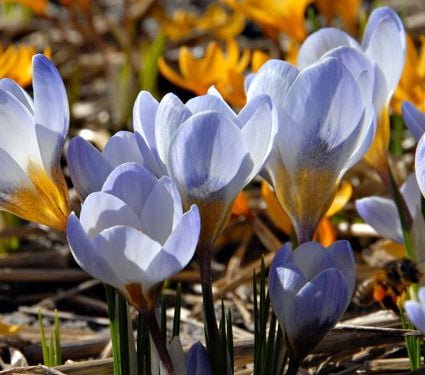 Crocus Species Mix