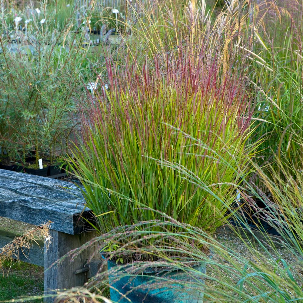 Panicum virgatum 'Shenandoah'