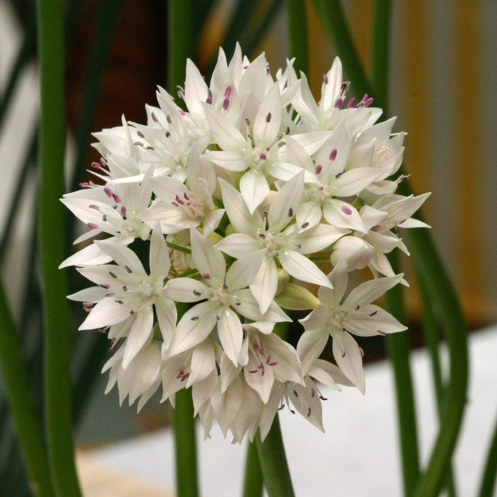 Allium amplectens 'Graceful Beauty'