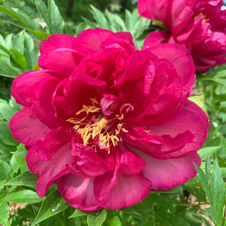 Itoh Peony Garden Candy® Candy Apple™