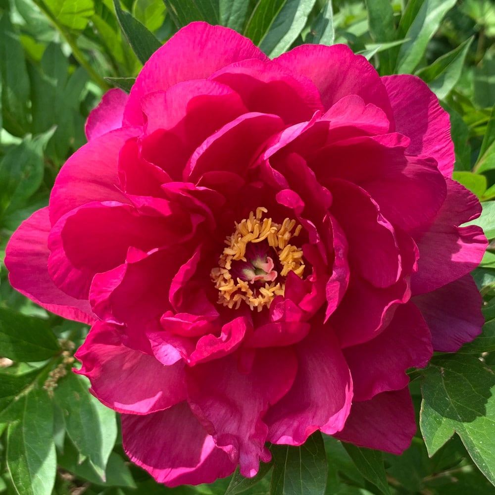 Itoh Peony Garden Candy® Candy Apple™