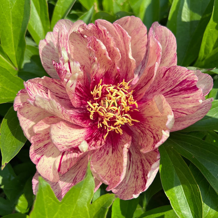Itoh Peony Garden Candy® All That Jazz™