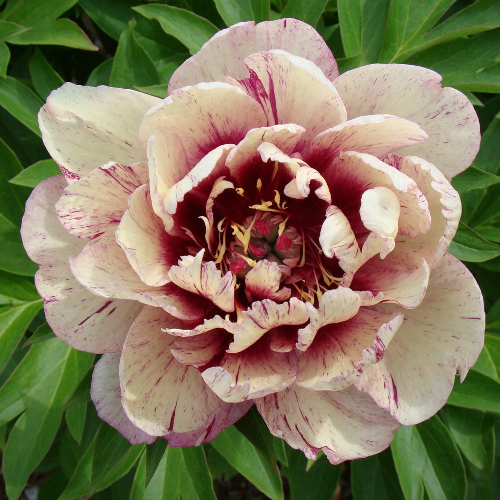 Itoh Peony Garden Candy® All That Jazz™