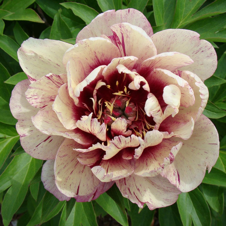 Itoh Peony Garden Candy® All That Jazz™