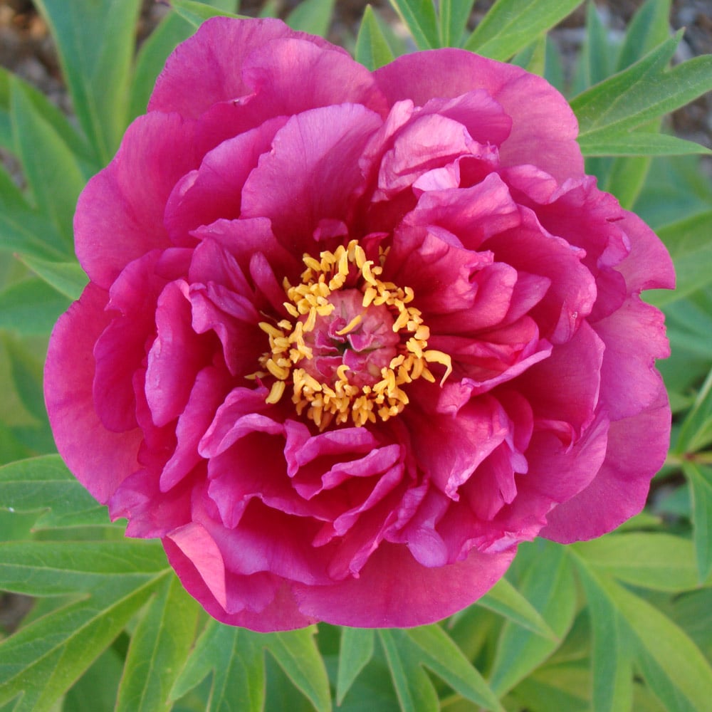 Itoh Peony Garden Candy® Evie Jane™