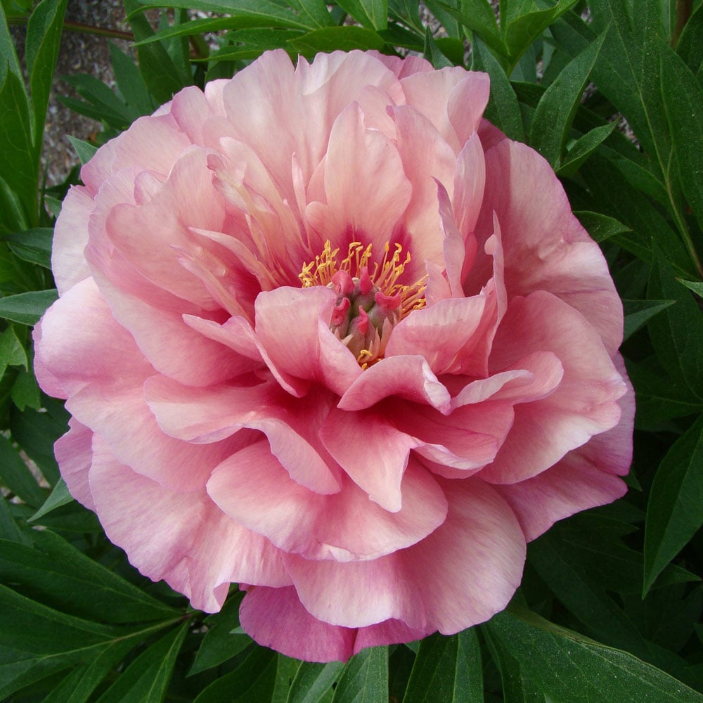 Itoh Peony Garden Candy® Double Bubble Pink™