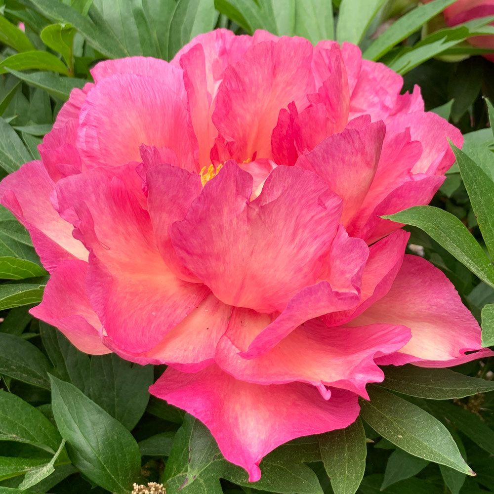 Itoh Peony Garden Candy® Noa Jolie™