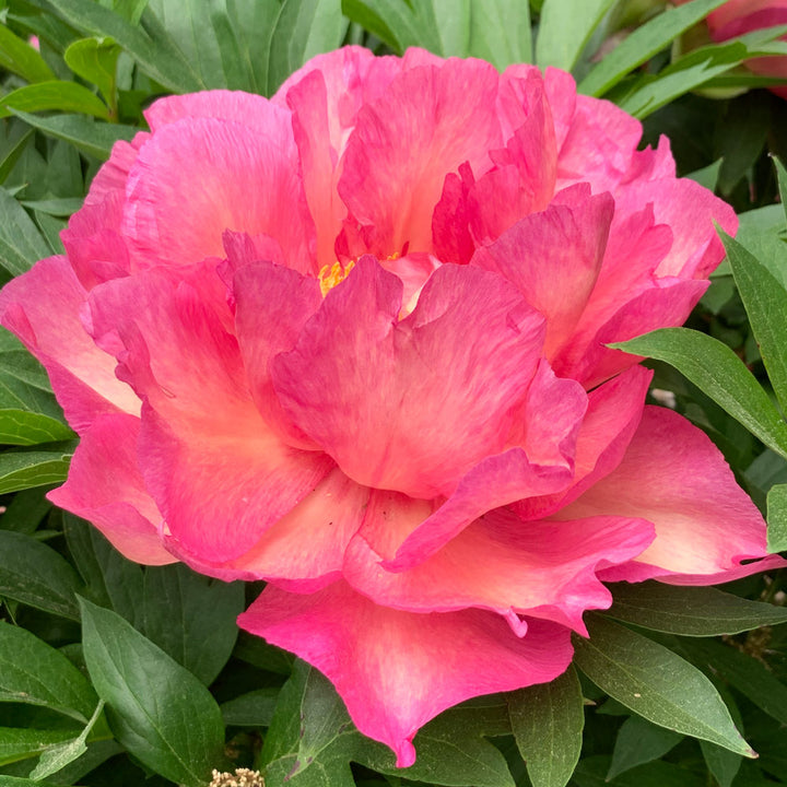 Itoh Peony Garden Candy® Noa Jolie™