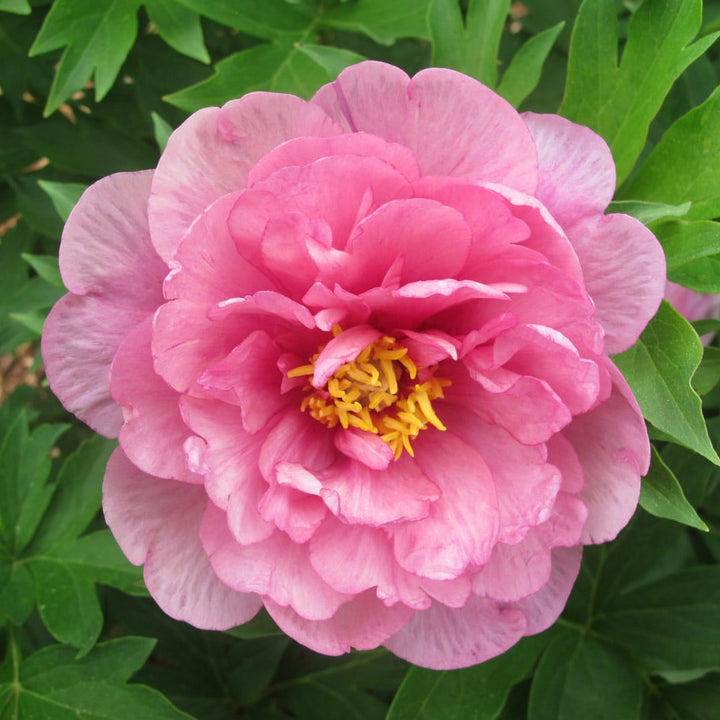 Itoh Peony Garden Candy® Strawberry Swirl™
