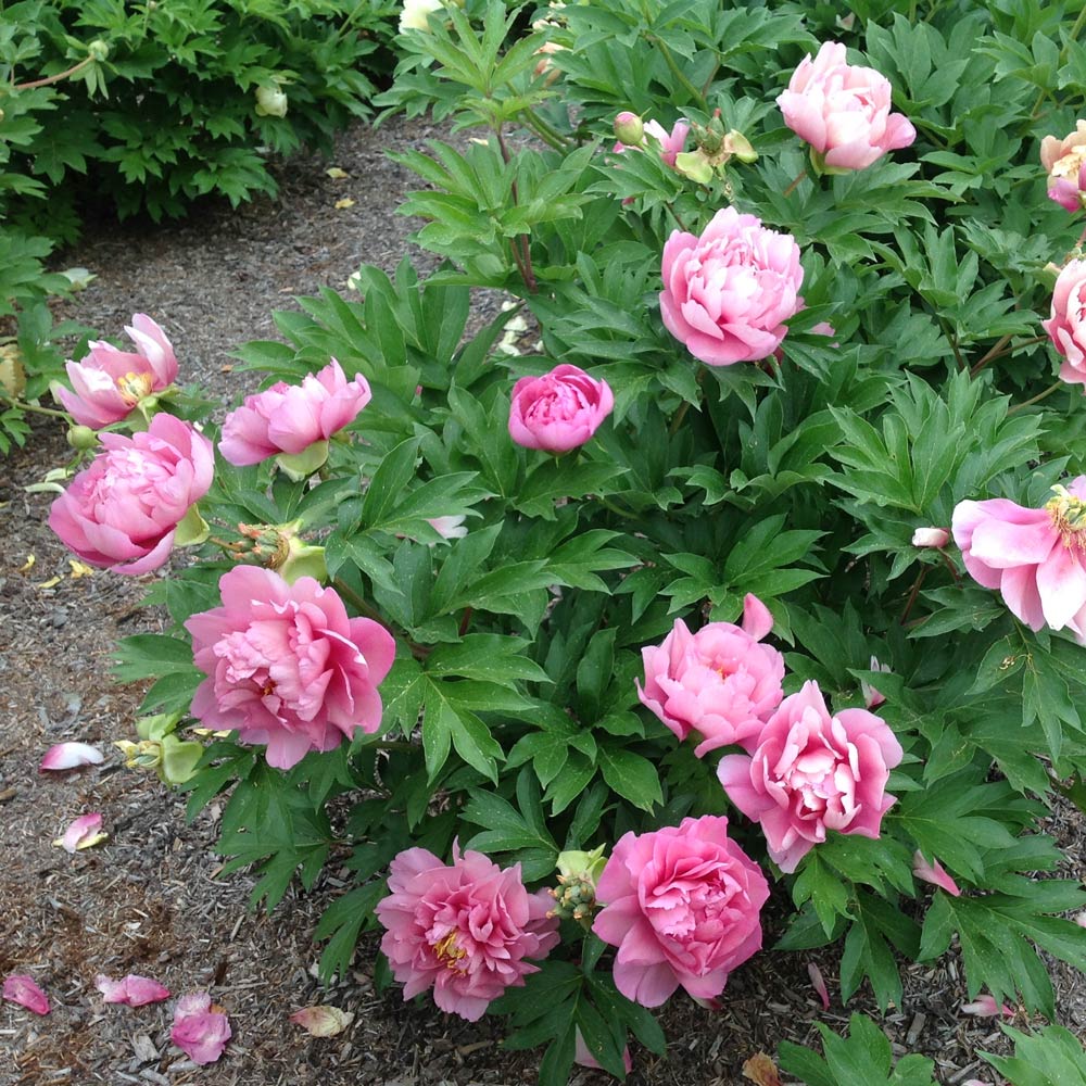 Itoh Peony Garden Candy® Strawberry Swirl™