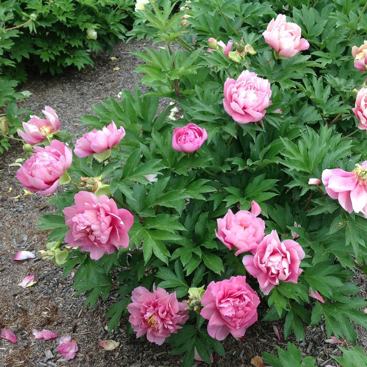 Itoh Peony Garden Candy® Strawberry Swirl™