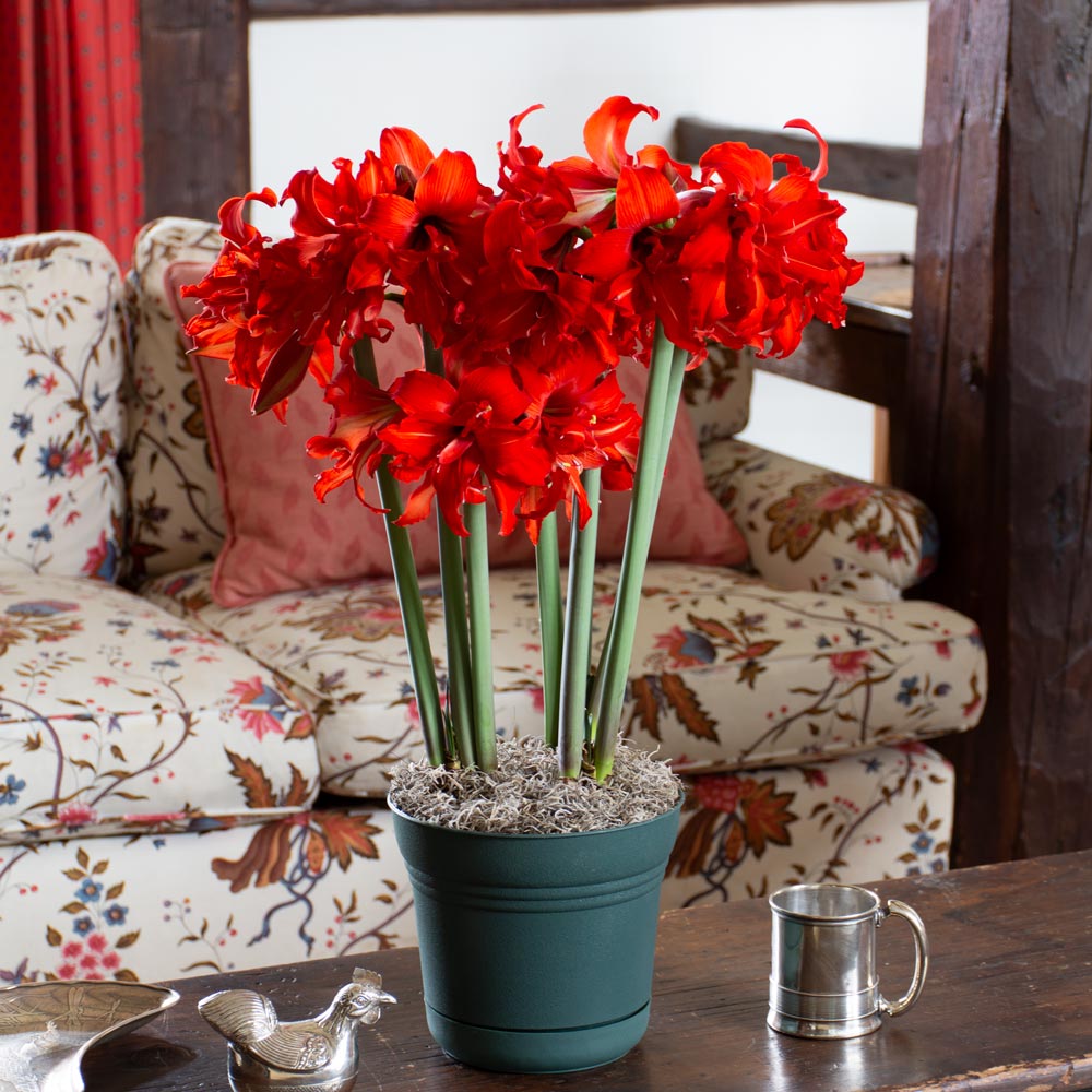 Amaryllis Fanfare®, 3 bulbs in nursery pot