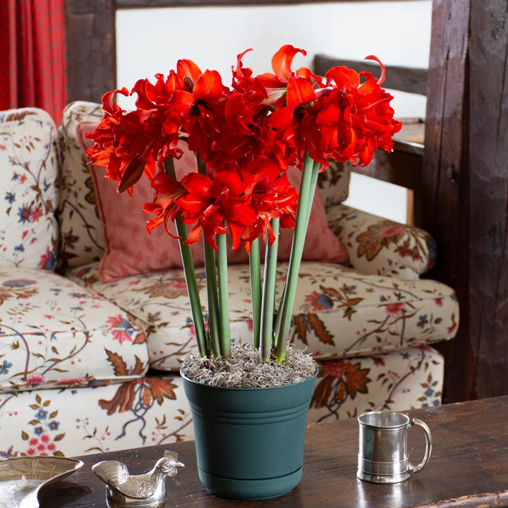 Amaryllis Fanfare®, 3 bulbs in nursery pot