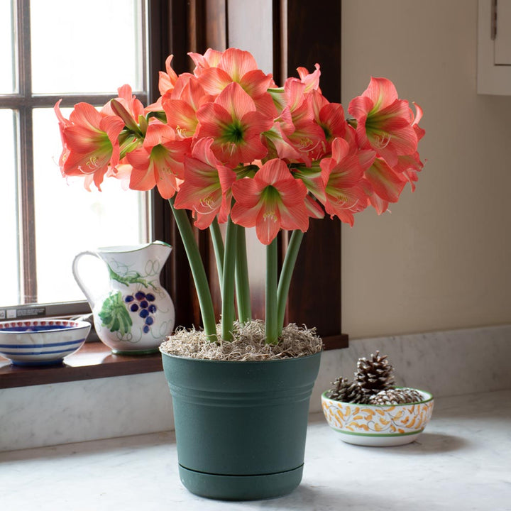 Amaryllis Belladonna™, 3 bulbs in nursery pot