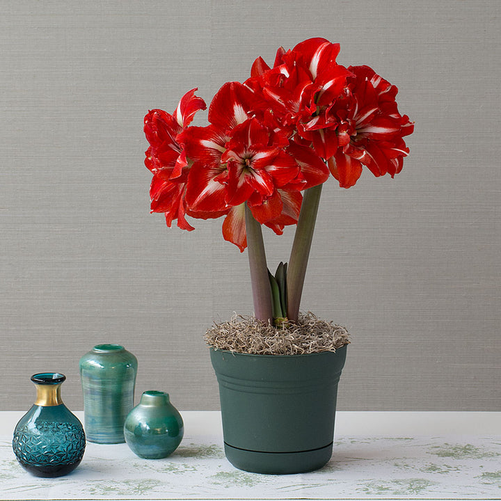 Amaryllis Rock 'n Roll®, one bulb in nursery pot