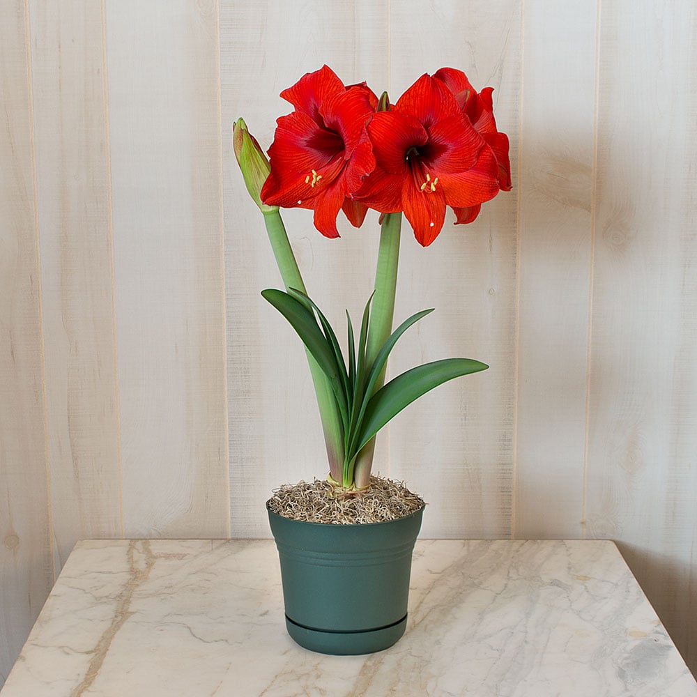 Amaryllis Double Six™, one bulb in nursery pot