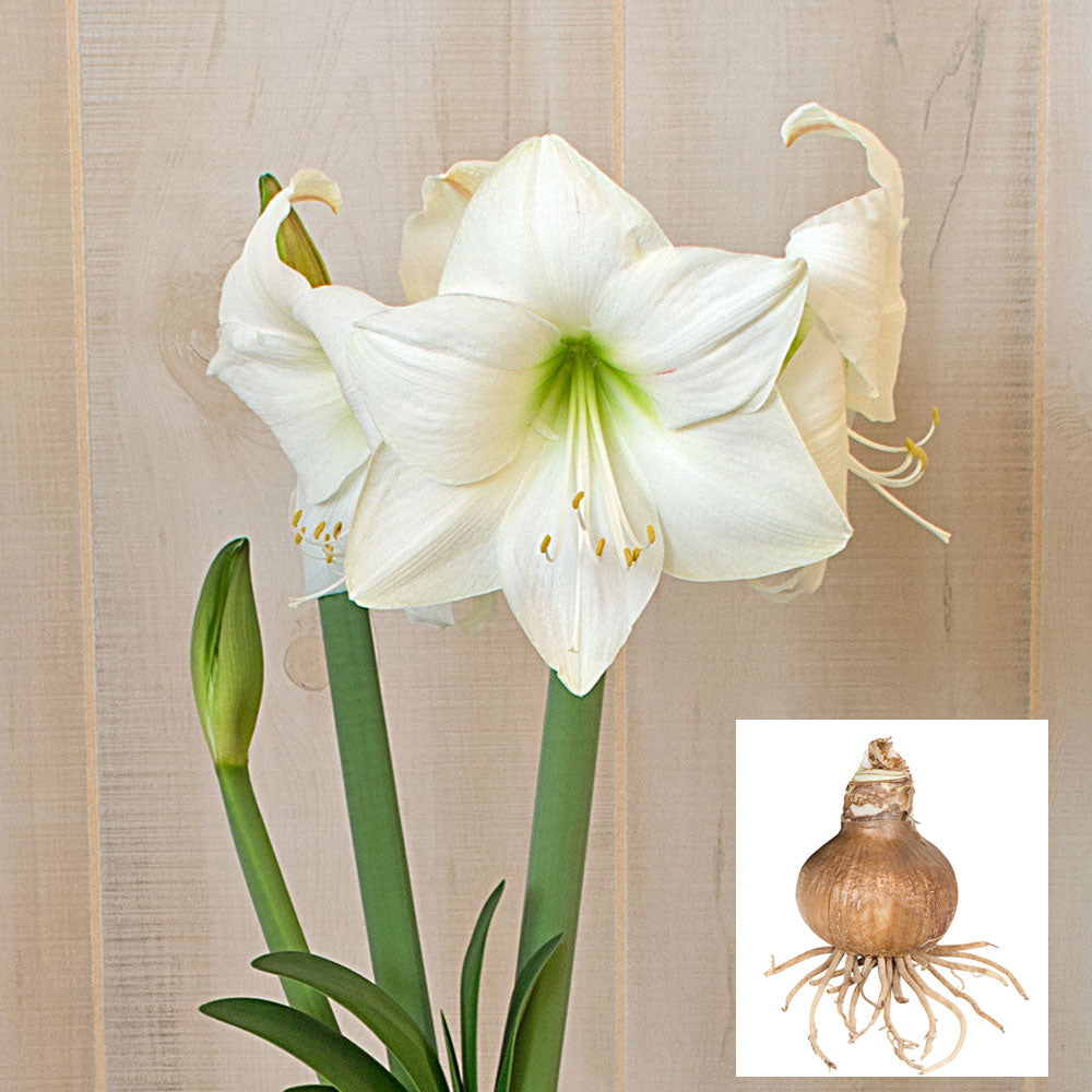Amaryllis 'Wedding Dance', bulb only