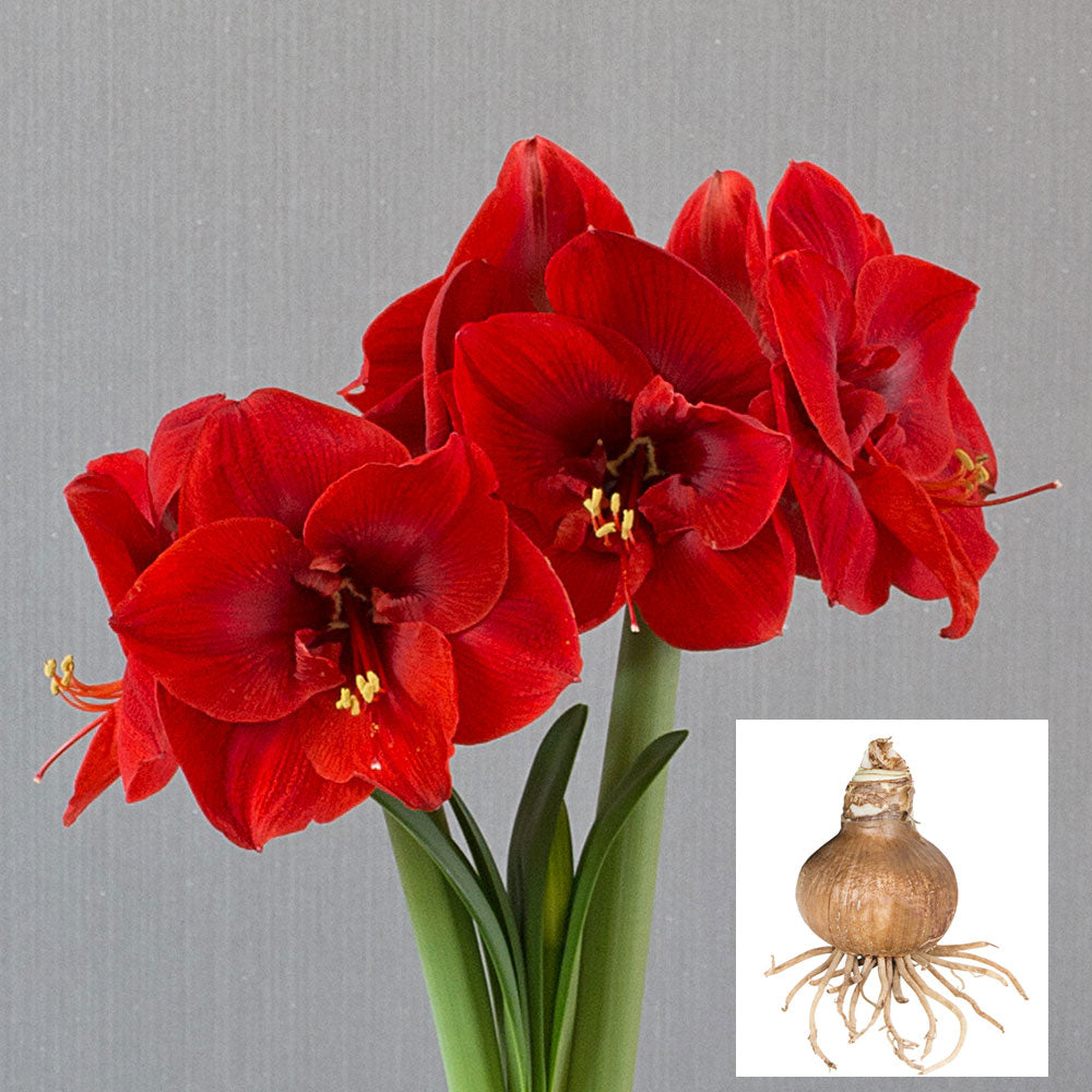 Amaryllis 'Merry Christmas', bulb only