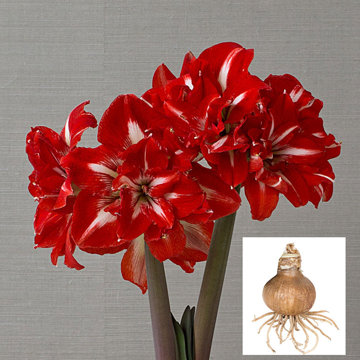 Amaryllis 'Rock 'n Roll', bulb only