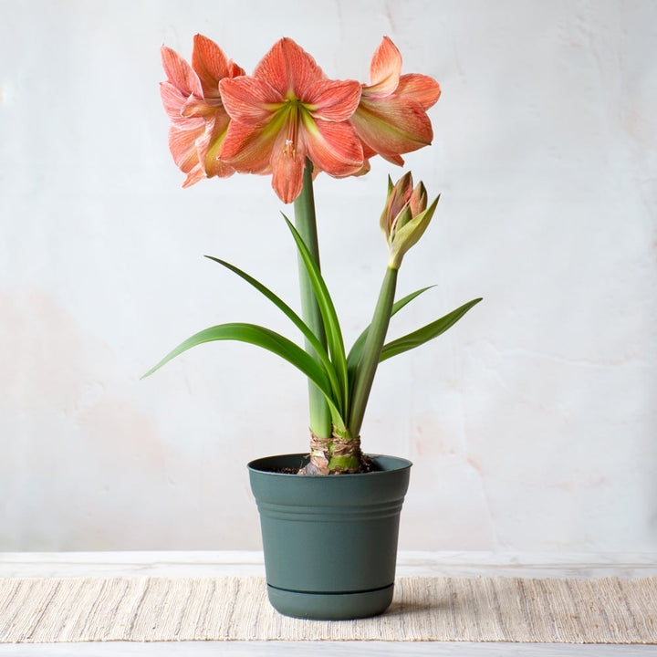 Amaryllis 'Terra Cotta Star,' one bulb in nursery pot