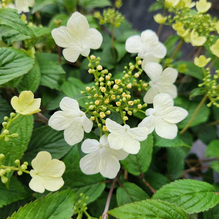 Viburnum plicatum 'Summer Snowflake'